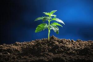 Young plant emerging from rich soil against a blue background. photo