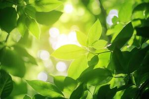 Sunlit green leaves create a serene, natural atmosphere. photo