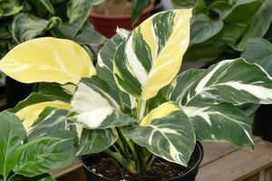 Variegated plant with large, colorful leaves in a pot. photo