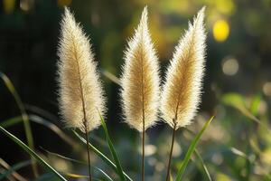 Three fluffy grass spikes illuminated by soft sunlight. photo