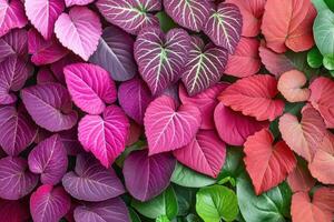 Vibrant assortment of colorful leaves arranged beautifully. photo