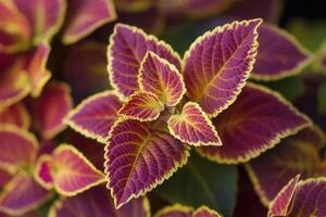 Vibrant leaves of a colorful plant with intricate patterns. photo