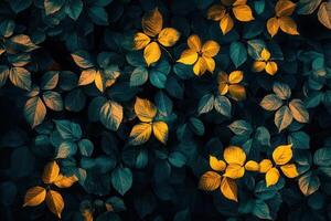 Vibrant leaves with contrasting colors in a dark setting. photo