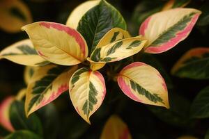 Vibrant leaves with pink and green patterns. photo