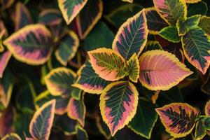 Vibrant leaves with pink and green patterns. photo