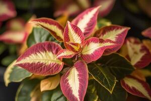Vibrant leaves with pink and cream patterns. photo