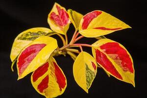 Vibrant leaves with red and yellow patterns. photo