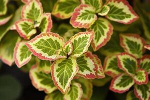 Vibrant leaves with green and pink patterns. photo