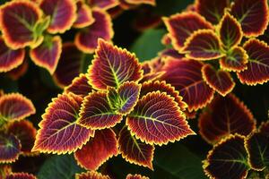 Vibrant leaves with striking colors and patterns. photo