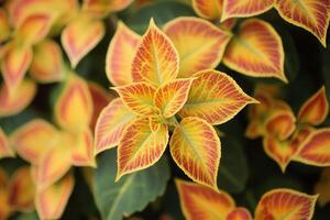 Vibrant leaves with striking colors and patterns. photo