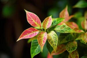 Vibrant leaves showcasing a blend of green and pink hues. photo