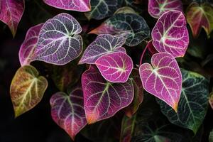 Vibrant pink and green leaves with intricate patterns. photo