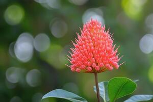 Vibrant pink flower against a blurred green background. photo