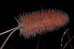 Vibrant spiky plant structure against a dark background. photo