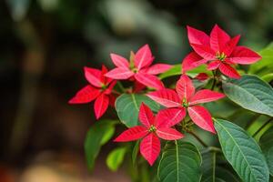 Vibrant red poinsettia flowers against a blurred background. photo