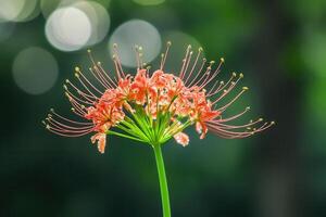 Vibrant red flower with delicate petals and green background. photo