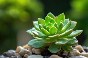 Vibrant succulent plant surrounded by pebbles. photo