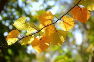 Vibrant yellow leaves on a branch against a blurred background. photo