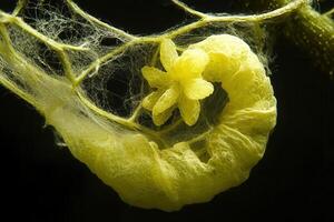 Yellow spiral structure with delicate flower-like features. photo