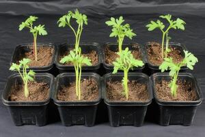 Young plants growing in pots with soil. photo