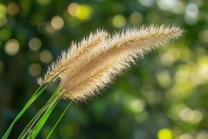 Pampas grass swaying gently in soft sunlight. photo