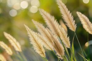 Soft pampas grass swaying in gentle sunlight. photo