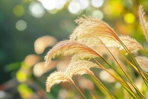 Soft golden grasses swaying in gentle sunlight. photo