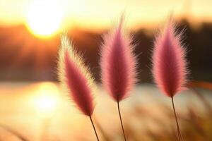 Soft pink grasses illuminated by a sunset glow. photo