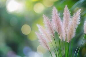 Soft pink pampas grass against a blurred green background. photo
