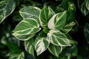 Vibrant green leaves with striking white variegation. photo