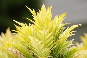 Vibrant green and yellow foliage with intricate patterns. photo