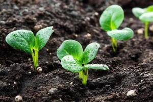 Young green seedlings sprouting in rich soil. photo