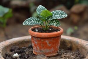 Potted plant with decorative leaves in terracotta pot. photo