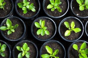 Rows of small green plants in black pots with soil. photo
