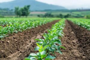 Rows of green plants in a fertile agricultural field. photo