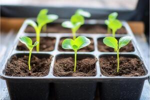 Seedlings growing in pots, nurturing plant life. photo