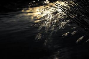 Silhouetted reeds against shimmering water at dusk. photo