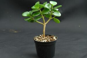Small potted plant with glossy green leaves. photo