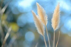 Soft golden grass against a blurred background. photo