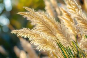 Soft golden pampas grass swaying in sunlight. photo