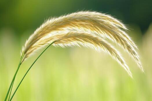 Soft golden grass swaying gently in the sunlight. photo