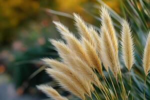 Soft golden grasses swaying in a natural setting. photo