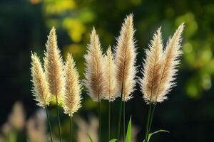 Soft, feathery grasses illuminated by sunlight. photo