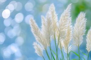 Soft white grasses against a blurred blue background. photo