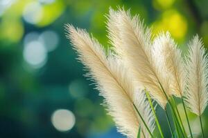 Soft, feathery grass swaying in a serene natural setting. photo
