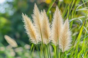 Soft, feathery grass swaying in a natural setting. photo
