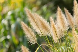 Soft, fluffy grass swaying in a natural setting. photo
