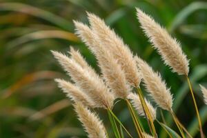 Soft, fluffy grass swaying in a natural setting. photo