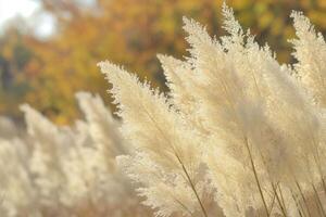 Soft, fluffy grasses illuminated by warm autumn light. photo