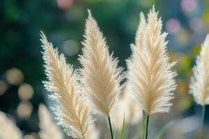 Soft, fluffy pampas grass swaying in natural light. photo